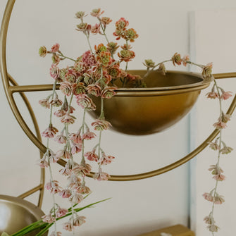 Trailing Succulent