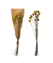 Dried Natural Caspedia Bunch