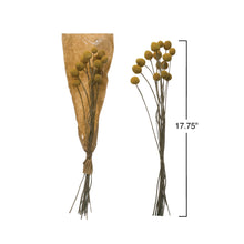 Dried Natural Caspedia Bunch