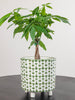 High Contrast Abstract Pot - Green & White